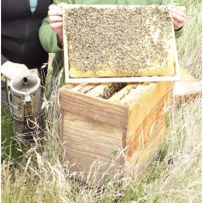 Colonie d'Abeilles de...