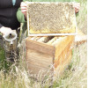 Colonie d'Abeilles de Saison sur 5 Cadres en Ruchette