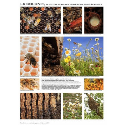 Poster Apiculture 60 x 84 cm