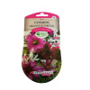 Graines Cosmos Mélange Variétés - Les Doigts Verts