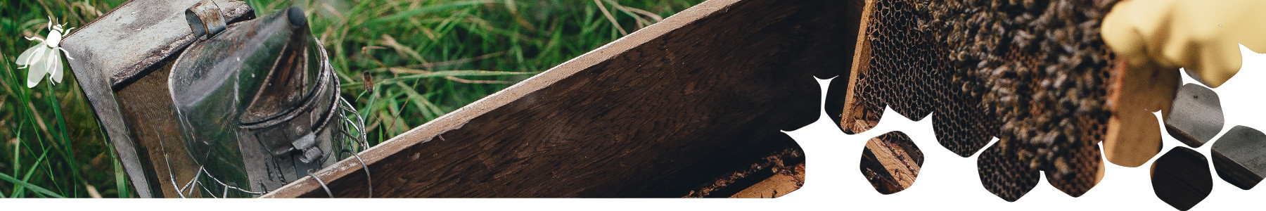Élevage des reines d'abeilles et essaims